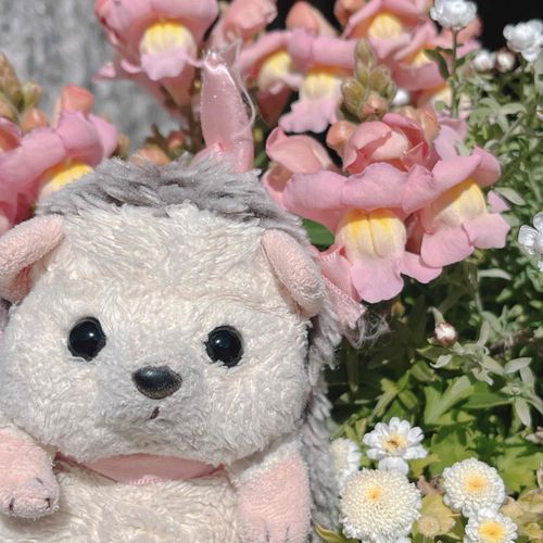 じょんちゃんのおいぼん🎀と おなじいよの おはなが さいてうじょん🩷