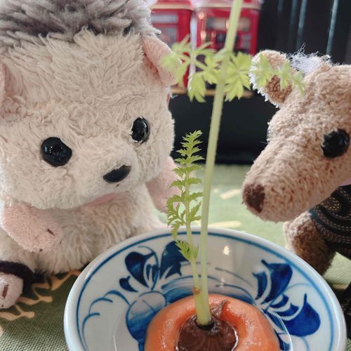 🦔にんじんしゃんから はっぱがでてうじょん。
🦘はぁ～じょんさん、また新しいニンジンができるかもしれませんよ～！