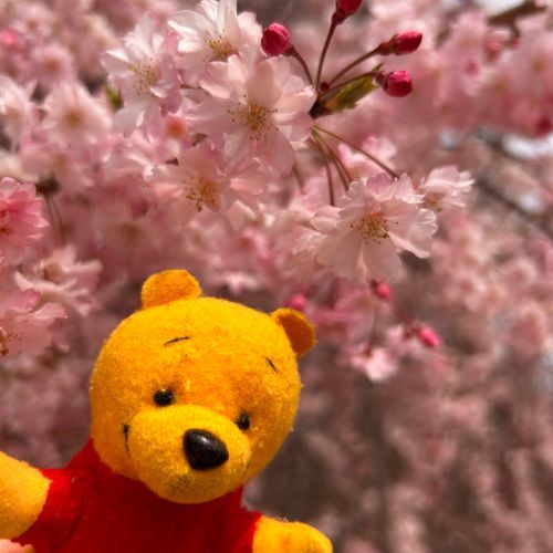 お花見!見納め!!