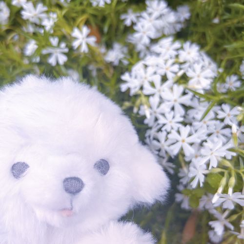 芝桜!!きれい!