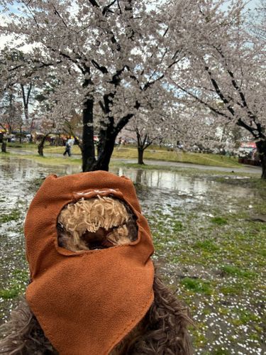せんげつ　さくらを　みにいってきたよ。
さいたばかりの　いいときに　いったみたい。