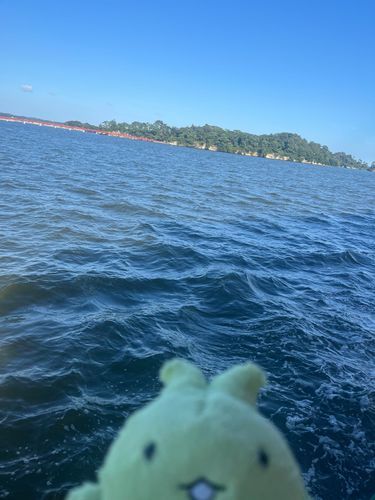 ぷぷ🌊
