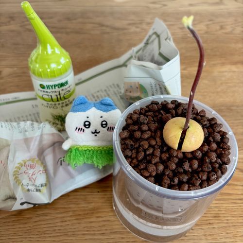 したの？！植え替えッ🥑