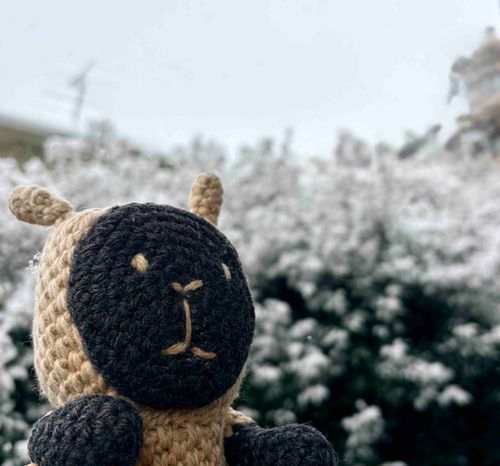 雪だ！！！雪！！！！雪積もった！！モサモサ！！！見てぇ！！雪見ぷくです！！！！