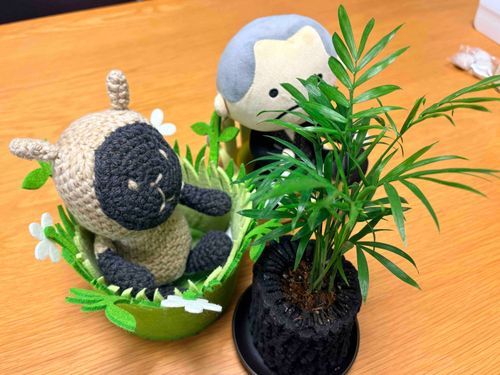 なんか、テーブル？テーブルヤシ？っていうのがきたよぉ！🌴🐑食べたくなっちゃうよぉ！！！