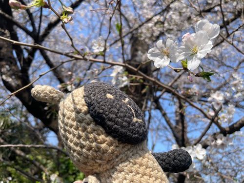 パァパとマァマと、近所にお散歩行ってきたぁよ〜🐑🚶🚶‍♀️さくらきれいね〜🌸でももう旬は過ぎてるのかな？これからなのかな？