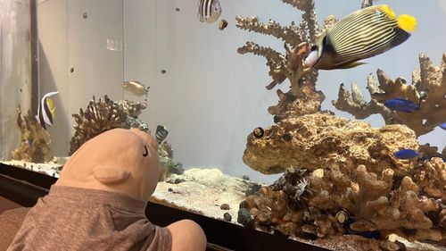 水槽を眺める会長🐻‍❄️