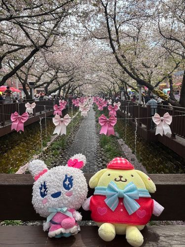 かんこくのらぶり〜なさくら！！🌸を見に行ったの！