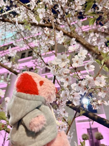 ぴーぴです❨･¨  ა♥かあしゃんのおしごとのあといっしょにさくらをみたひのおしゃしんだよ！さくらとってもきれいでした⁎ .｡❀