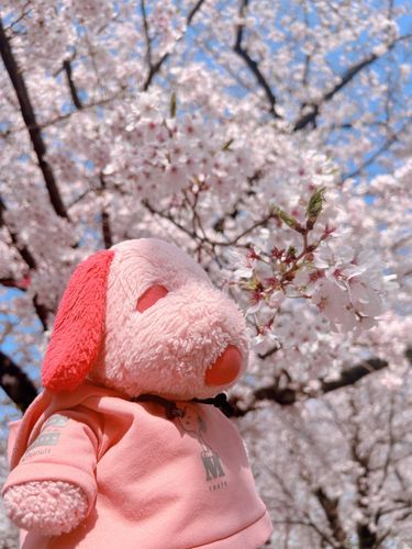 ぴぴです❨･¨  ა♥ぴーぴとちがうひにもおはなみしたよ☆さくらとぼくたちおんなじいろでおそろいなんだ！