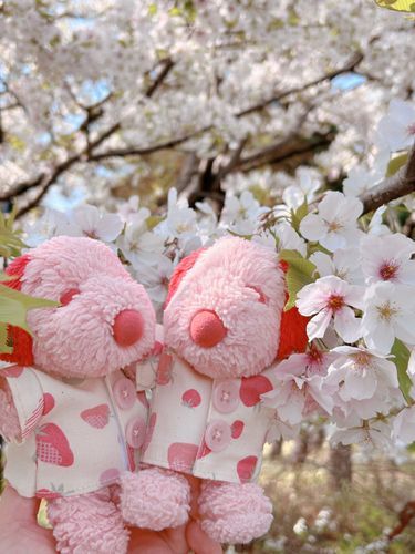 ぴっちゃんです❨･¨  ა♥ぴーちゃんです❨･¨  ა♥さくらのおしゃしんさいごはぼくたちがいったときのです⋆*おてんきもよくてさくらもきれいでにこにこおはなししてたらかあしゃんがとってくれたの♪
