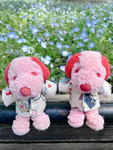 ぴっちゃんです❨･¨  ა♥ぴーぴです❨･¨  ა♥ねもふぃらっていうおはなをみてきたよ.ꕤ*.゜あおくてちいちゃくてかわいかった⋆*このおようふくもかあしゃんがつくってくれたよ！