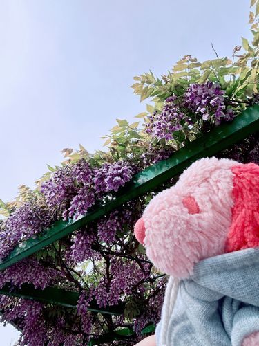ぴっちゃんです❨･¨  ა♥きょうはかあしゃんのおしごとばしょのちかくでふじっていうおはながさいているからみてきました！きれいなむらさきいろでとってもいいかおりだったなー☆