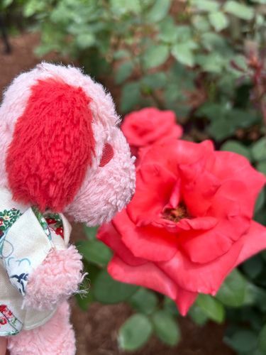 ぴーぴです❨･¨  ა♥きれいなばらさんをみてきたよ！あかぴんくきいろしろうすいむらさき…ばらさんはいろんないろがたくさん⟡˖· きれいなものをみるとうきうきするね♪⋆*