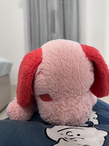 ぴぴです❨･¨  ა♥ぴぴはいまかあしゃんのおなかのうえでごろんしています⋆* なんにもしないでごろんするじかんってさいこうだよね…。