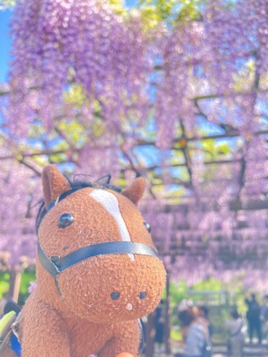 ふじ‼️きれいねぇ✨