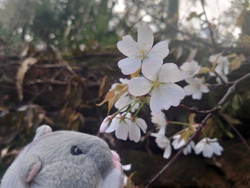 はじめましてのお花🌸
