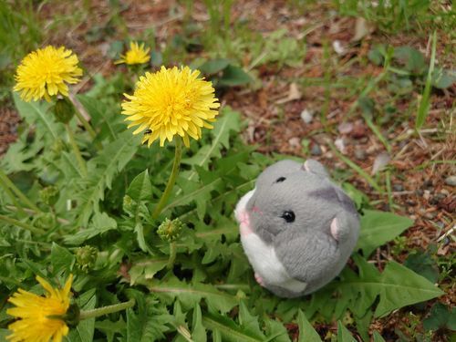 たんぽぽ見つけた！