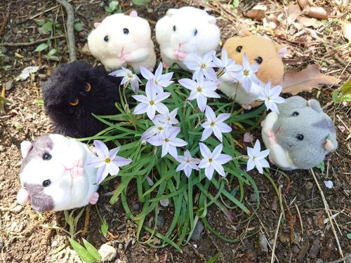 キレイだね～🌸