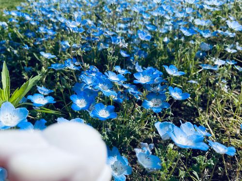 昨日はお出かけしました！たくさん好きなものを買って、ご飯を食べて、映画も見て幸せな1日でした！また行こうね、人間！