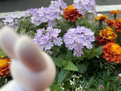 帰りはみどりが恋しくなりました。お花は可愛いし草はおいしいです！またいつかいきましょうね。