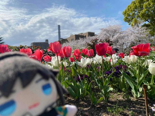 みろ！🌸🌷！すごくいいてんきだ、ひからびる
