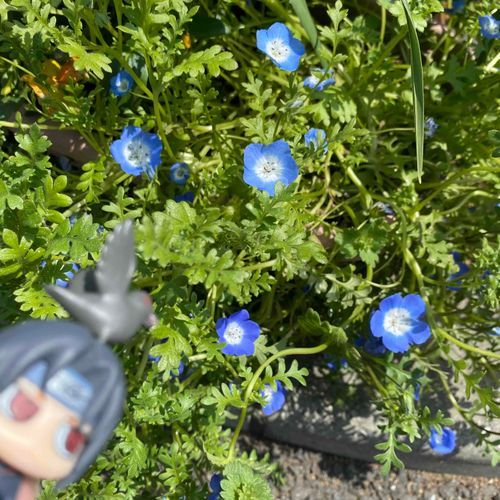 ぬし、あおいのさいてるぞ。え？あつくてむり？…かえるか。