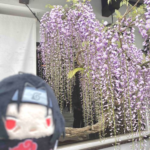 おれではなく、水柱をつれてきたほうが、よかったんじゃないか…？
