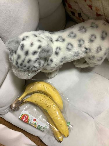 おはよう！あさバナナしようかな〜