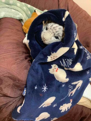 あめだから…やるきでない！