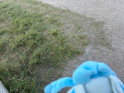 ヌシと朝散歩した時の地面！
涼しい風とまっさらな青空やったから、ワンちゃんいっぱいおってかわいかったなぁ〜〜