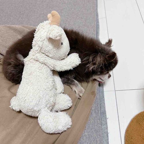 いぬさんとなかよしやぎ🐐🐶