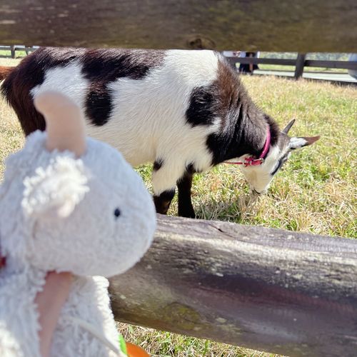 きょうはもちぬしさんたちとマザーぼくじょういってきたやぎ🐐❕
やぎさんたくさんいてかわいかったやぎ〜🐐🥰
おうちついたらあたらしいおともだちといっしょにしゃしんとるやぎね🐐📸