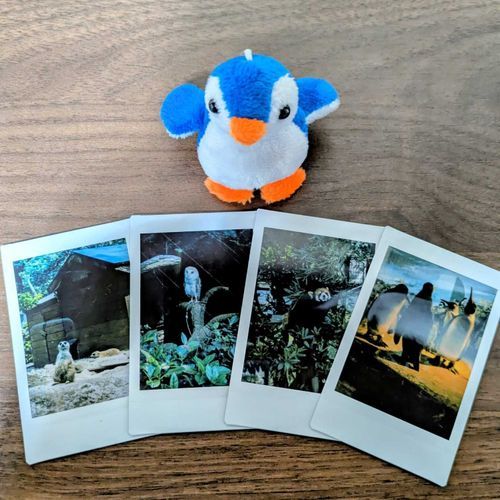 にーちさんが動物園で撮ったお写真を見せてくれたよ