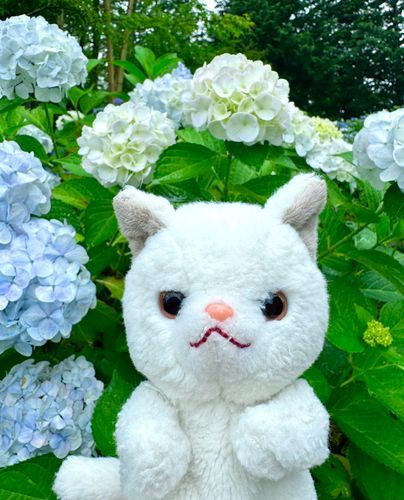 やっほー！つくねだよ！
今日は主と一緒にお花を見に行ってきたんだ♪
色んな色の花があったけど
ボクと同じ色の花もあったから主に撮ってもらったの♪いいでしょ？♪
ちょっと小雨に降られちゃった…💦