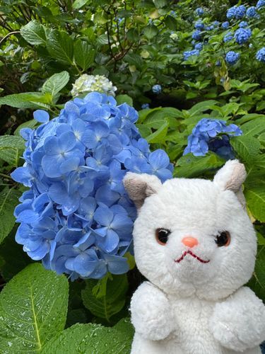こういうお花がたくさん咲いてたの♪
主に聞いたらアジサイって言うんだって♪