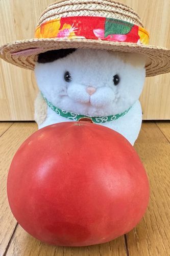 美味しそうな大きなトマト貰ったニャン♪
僕の体と同じ大きさニャ♪
暑い夏に合うニャ♪
早速今夜食べるニャン♪