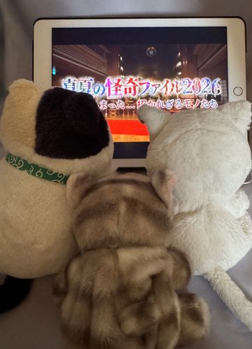 ホラー番組をちょっぴり薄暗い場所で
明るい昼間に皆で見たニャ！
これなら怖さ半分ニャ！💪
リアルタイムでは怖くて見れニャいニャン💦