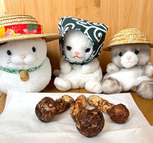 【ペタ】秋の味覚の松茸ニャン♪
【アメ】立派な松茸なのです！今夜は炊き込みご飯にしましょう！
【つくね】これ食べ物？土ついてるよ？
