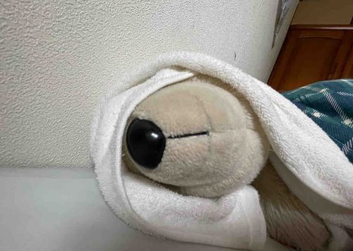 主の寝相のせいで前が見えないよお！(  ･᷅-･᷄ )
byまさお