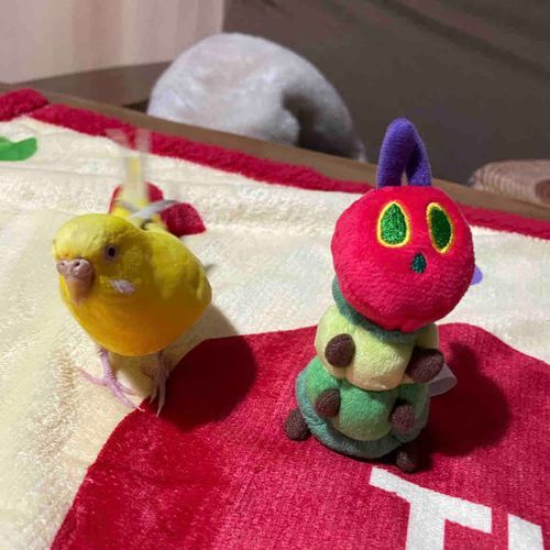 今主が知り合いのインコちゃんを預かってるんだって！！
ツーショット撮ってみたよ！🦜‬🐛

P.S
後ろで寝てるのは、うちの可愛いまさおちゃんです♡