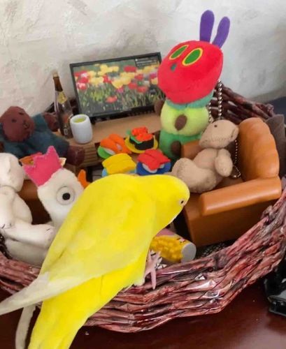 みんなのお家に‪🦜‬さんがやってきたよ！