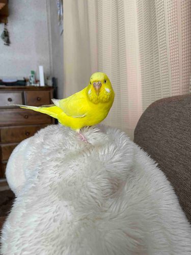 これは、まさおに乗っかるインコちゃん‪🦜‬
皆様お久しぶりです🙌🙌

主の日常が忙しく、アプリも見れてなかったのですが
最近落ち着いてきたので
またゆるっと投稿していきます
*˙︶˙*)ﾉ
