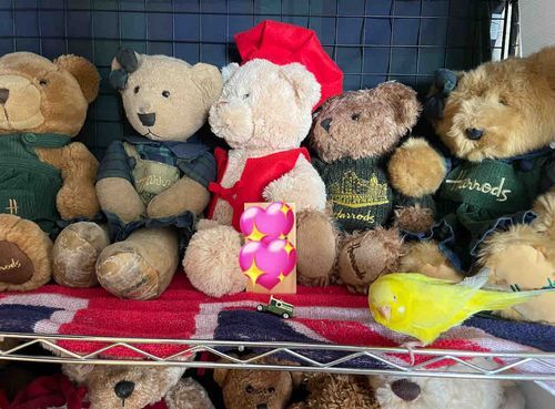 お久しぶりでした🐻‍❄️🧸
お預かりしていたインコちゃん、
元々の飼い主さんもご高齢で家庭の事情を考慮して我が家に迎え入れることになりました🐤
うちの子になったからべえべえ達に
挨拶にし行った時に、写真をパシャリ📸

ぬいぐるみSNSなのに鳥さんの投稿すみません🙏
インコちゃん時たま写ると思うので、これからもよろしくお願いいたします🐤🐤
名前はポッピー（あだ名はポピ助）です🤣

