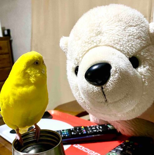 ポピ助と並んで写真撮れて嬉しいまさお💓
ポピ助は横見て「なに？？どうした？」みたいな顔してて可愛い笑