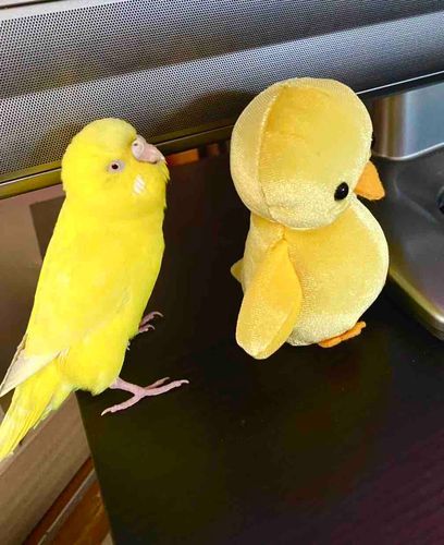 ポピ吉と同じ向きで整列するポピ助
🐤🐤