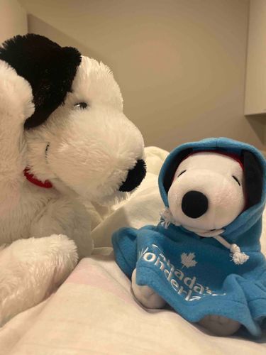 カナダからワンダ郎って犬がきたけど、、鹿児島なまりなんだけど、、ぼくに服着せられましても、、、