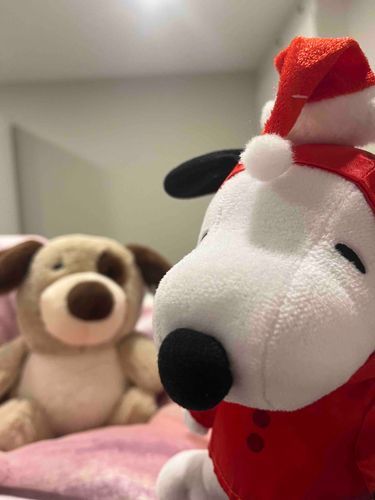 クリスマスプレゼントというめいもくの刺客犬がきたよ、、、、