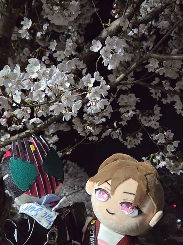 ディケぬいと士ぬいと一緒に夜桜を見にお出かけしてきました🌸
