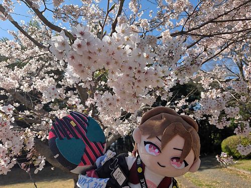 ディケぬいと士ぬいと3度目のお花見🌸してきました🥰